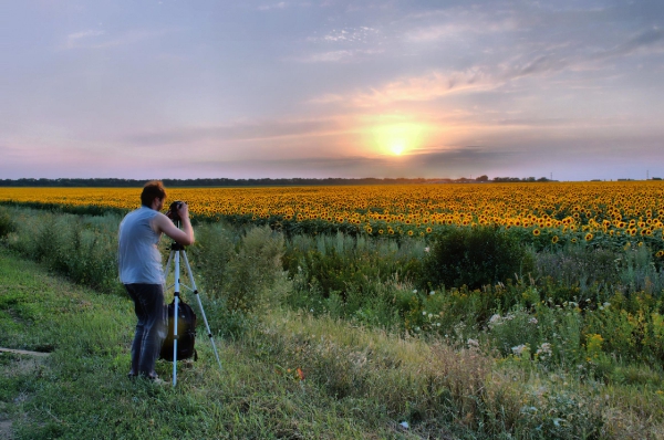 Подсолнухи